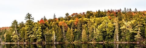 Trees along the lake