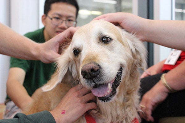 Arts students patting a therapy dog