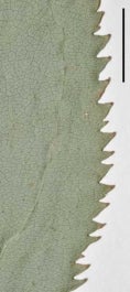 Solidago argutae leaf margin 9485 WAT