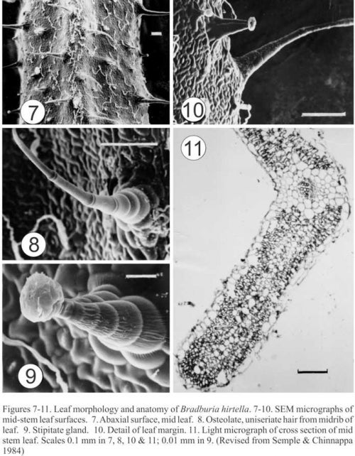 Bradburia hirtella, leaf morphology and anatomy, revised Fig 7-11, Semple &amp; Chinnappa 1984