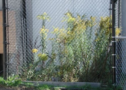 Goldenrods in a cage
