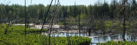 County West Young's Point Wetland, Canada