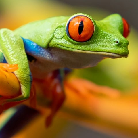 green frog with orange eyes, sitting on a branch