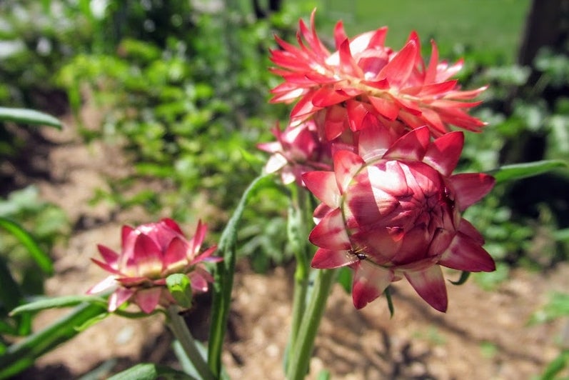 Image of a red flower in the garden