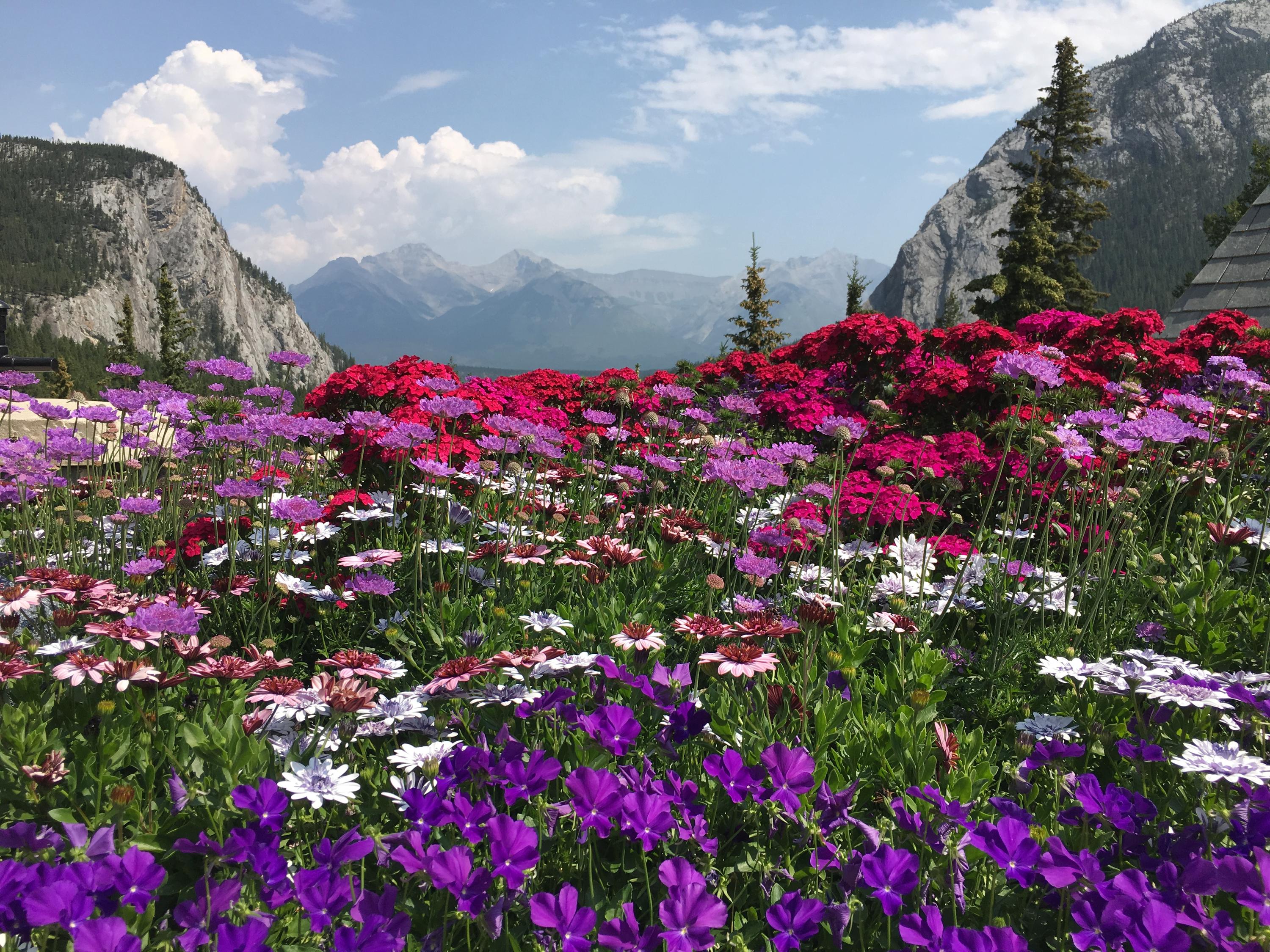 mountains and flowers, Banff, Alberta