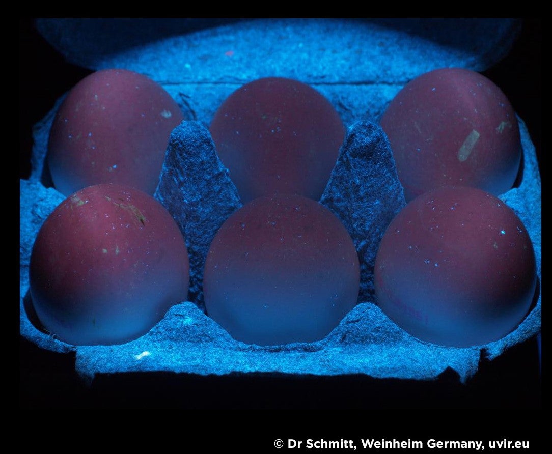 Six brown eggs glowing red in a carton. The carton is glowing blue under UV light.