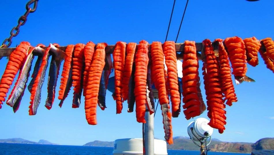 Figure 2 showing an Artic char, filleted and cut to hang to dry