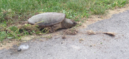 A turtle near the path between Columbia Street and Open Text.