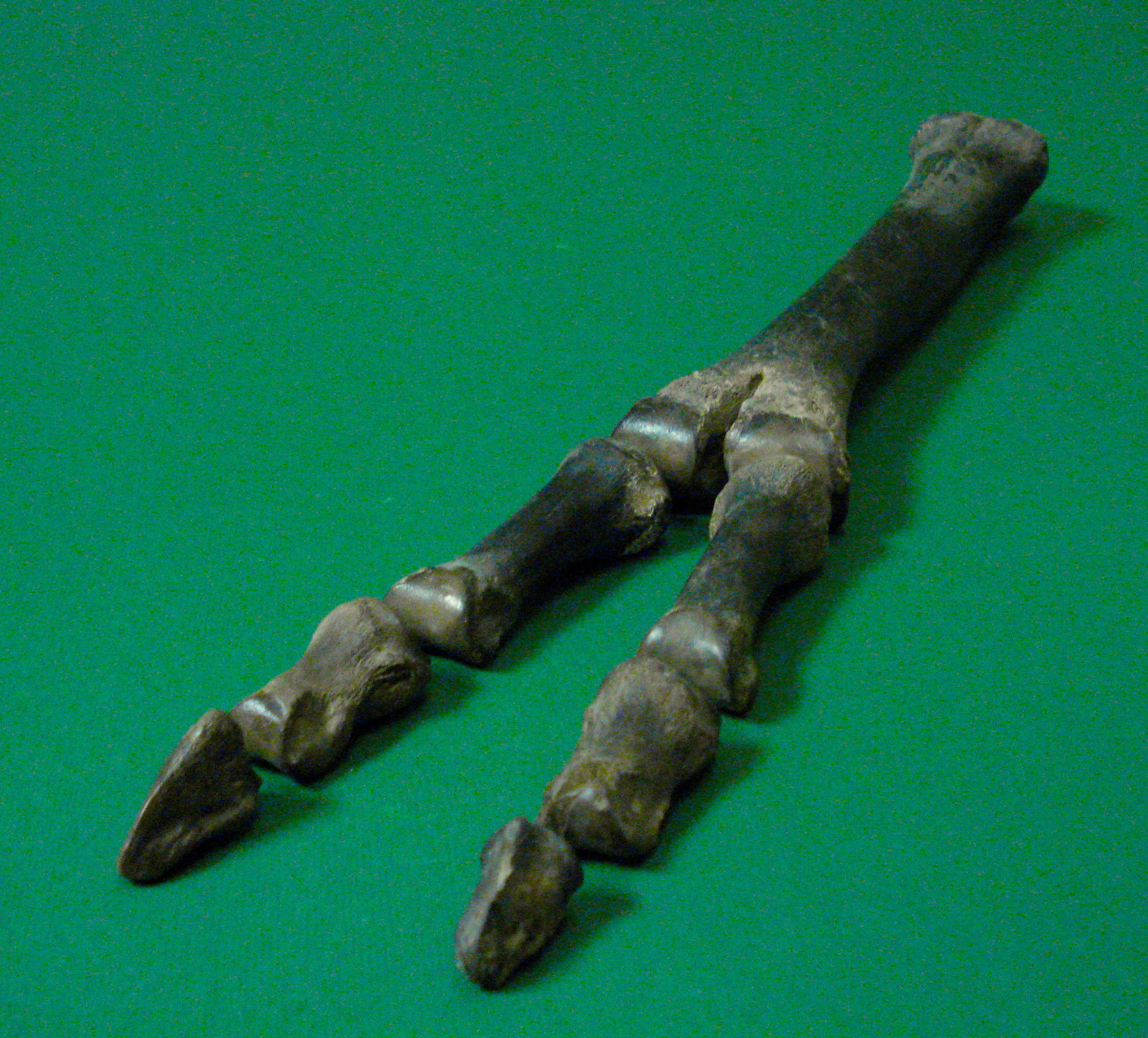 camel leg bone and foot digits