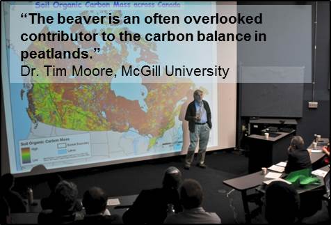  "The beaver is an often overlooked contributor to the carbon balance in peatlands."