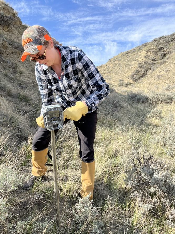 Person in gloves and leather leg covers to the knee, a baseball cap and sunglasses is working on a wildlife camera trap on a stake in a hilly yellow-grassy area.