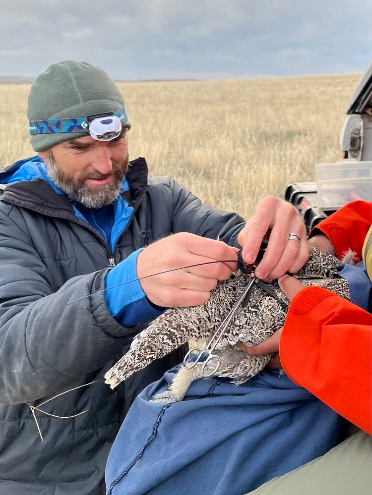 Person in warm clothing and a headlamp is tying something on the back of a sage grouse while someone holds it.