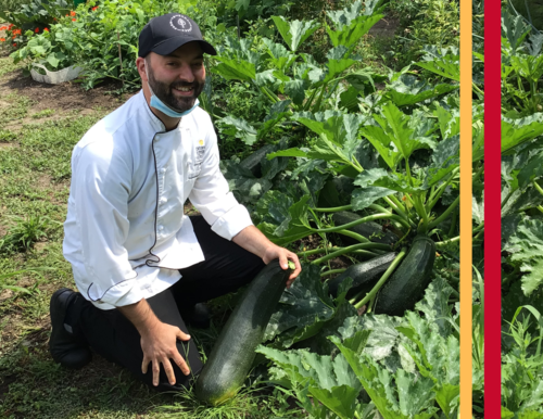 Chef Mark in the University Club (UC) Garden harvesting a large zucchini plant.