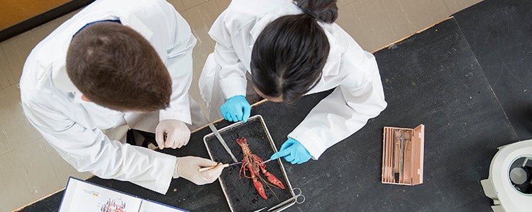 Students studying bachelor of science in biology dissect a crayfish during a lab.