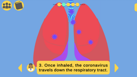 A graphic depicting how coronavirus interacts with the lungs.