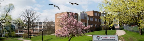 Two geese fly over a path leading to Conrad Grebel University College. A magnolia tree blooms in the foreground