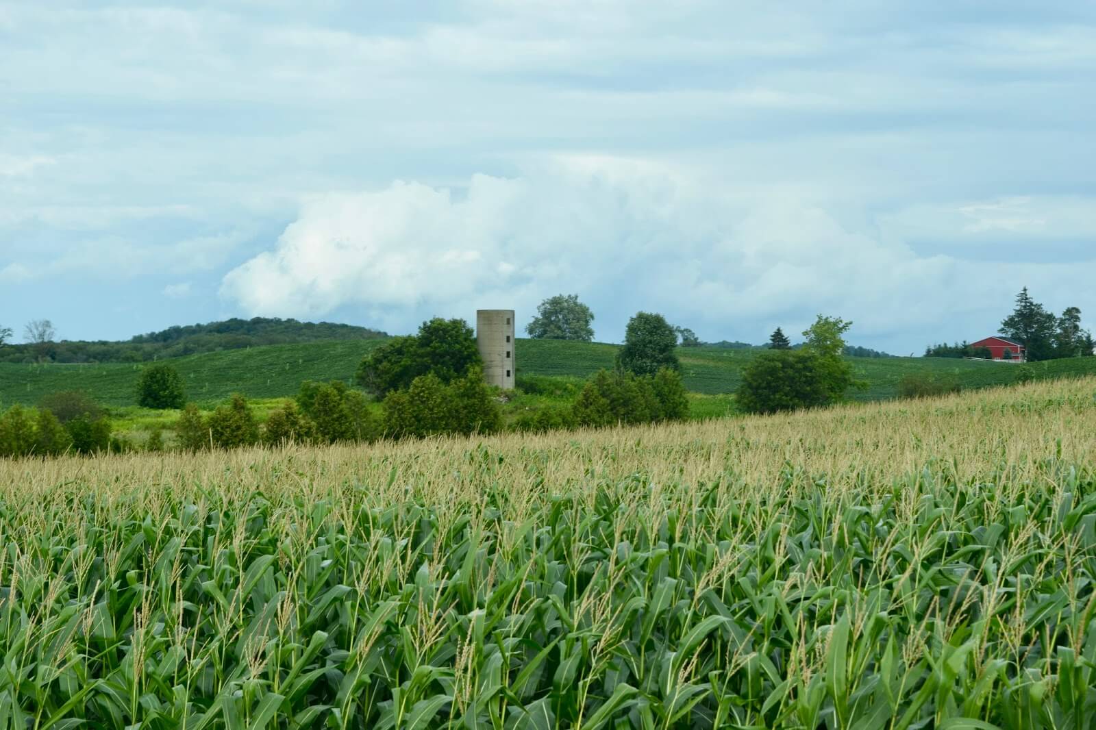 Stone silo in background of cornfield 