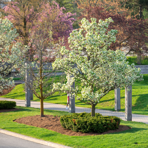 The University of Waterloo campus with trees in full bloom