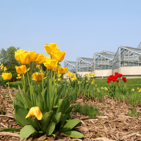 Yellow tulips in bloom in front of the University of Waterloo greenhouse