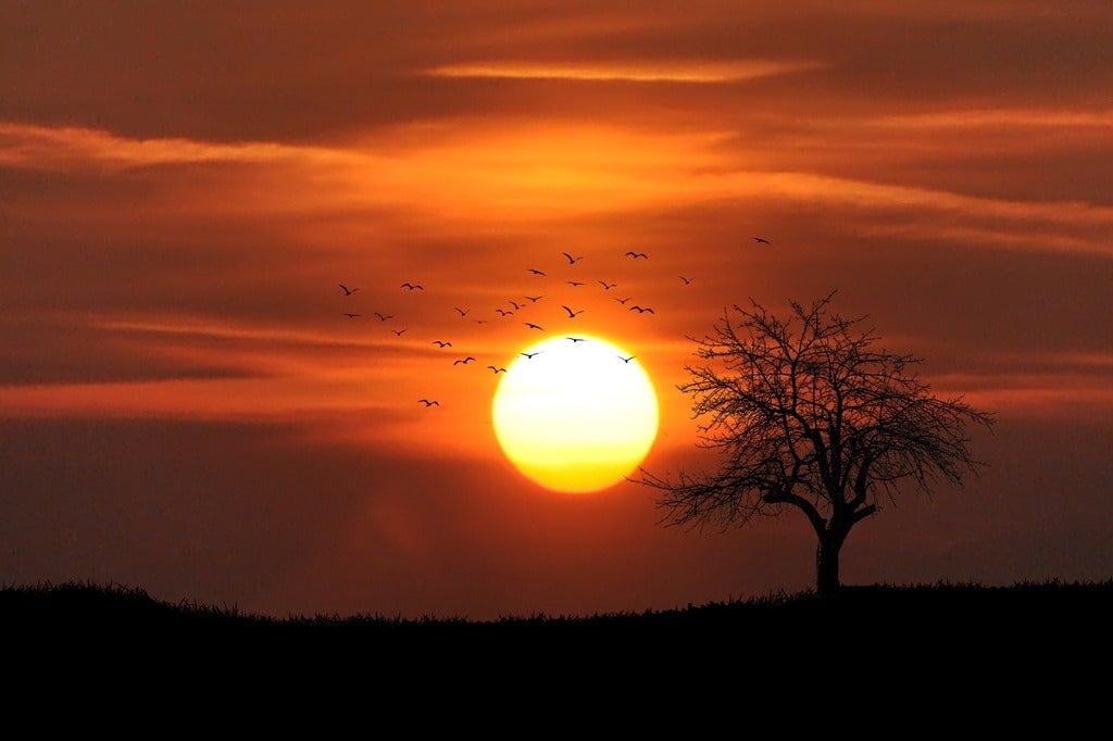 Sunsetting over a tree 