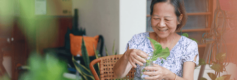 Elderly Asian woman smiles as she handles a propagated cutting of a plant. 