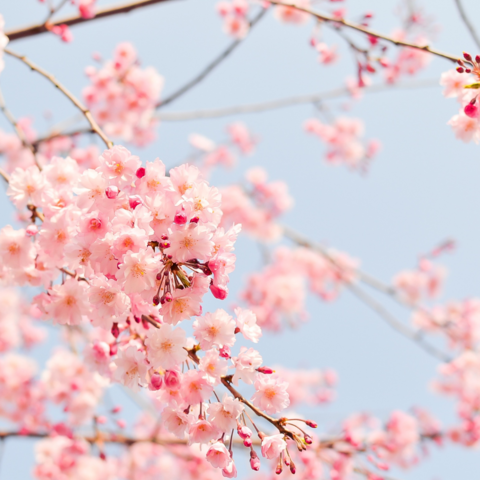 Cherry blossom branches. 