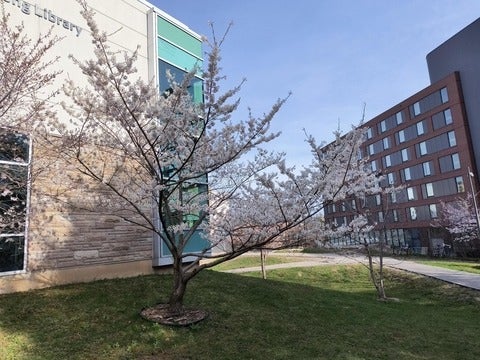 Cherry blossom tree outside of the Renison library 