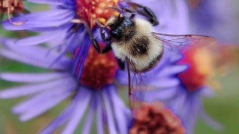 photo of bee and flower