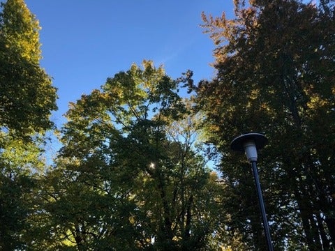 picture of trees on UW campus