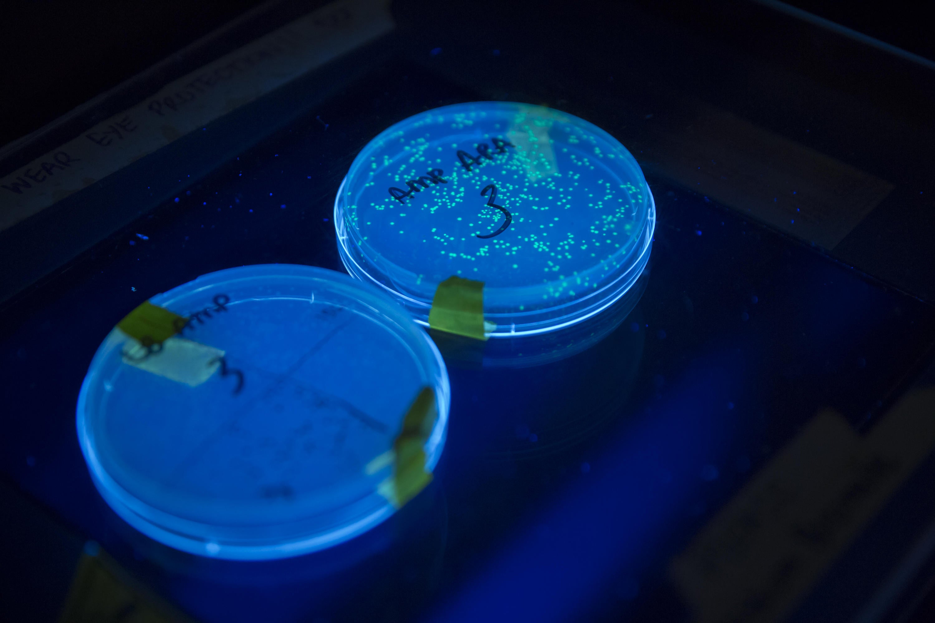 Bioluminescent E. coli