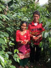 MITHRAM and MENUKA SAPKOTA, displaying freshly picked ripe red coffee cherries from their abundant coffee orchard in the southernmost point of Lalitpur.