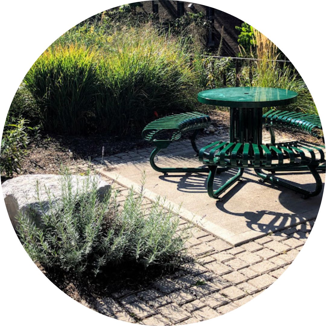 Bench, grasses/shrubs and permeable pavement in Arts-Environment gardens