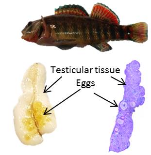 intersex in fish