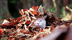 Gif of a cat emergeng from fallen leaves