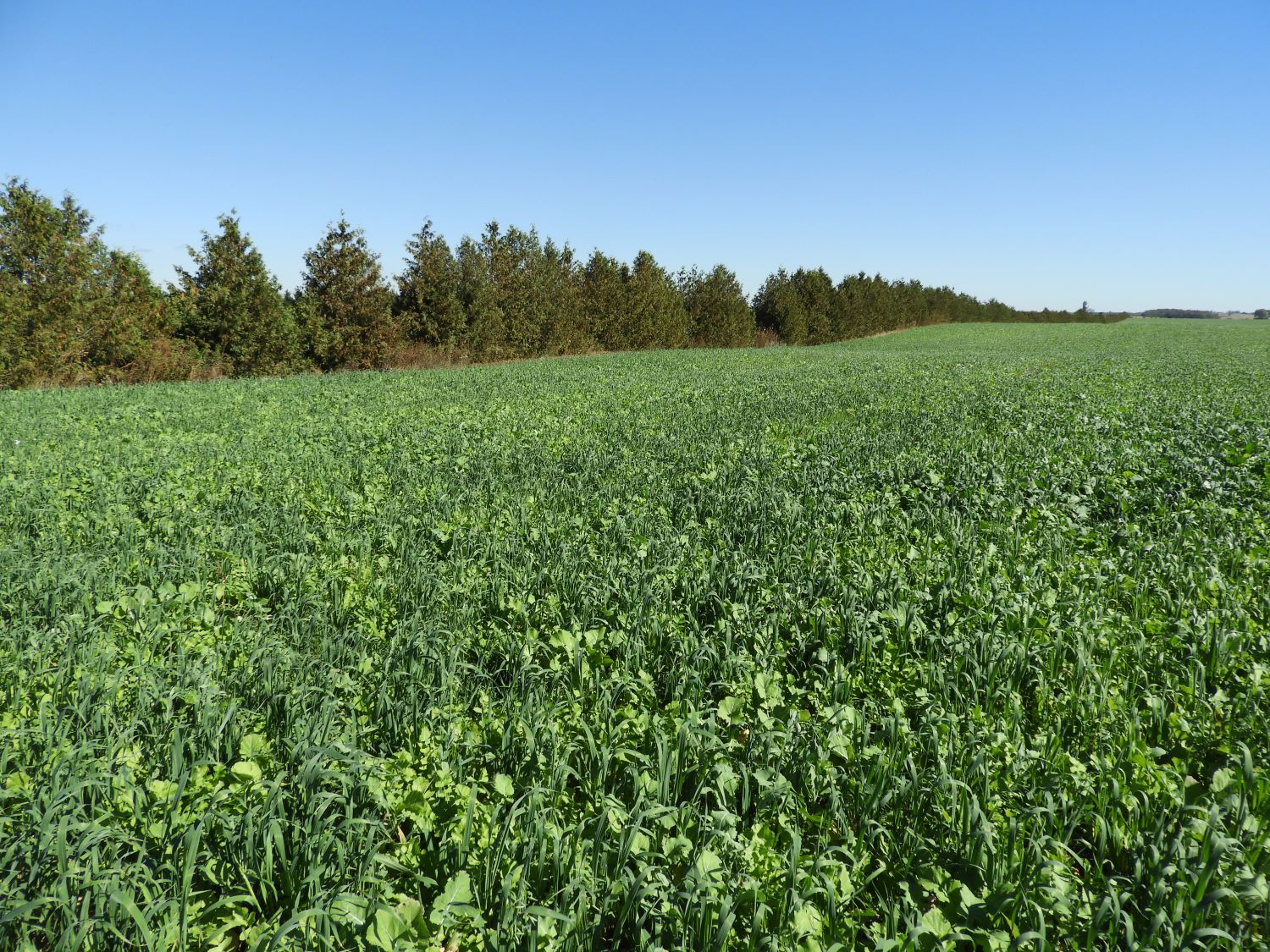 Agricultural farm in summer