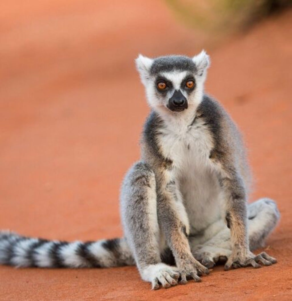 Lemur
