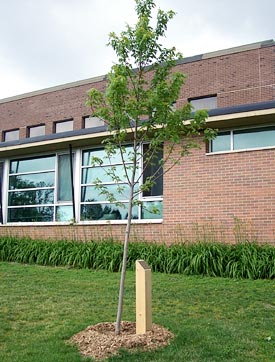 Scarlet x Silver Maple tree