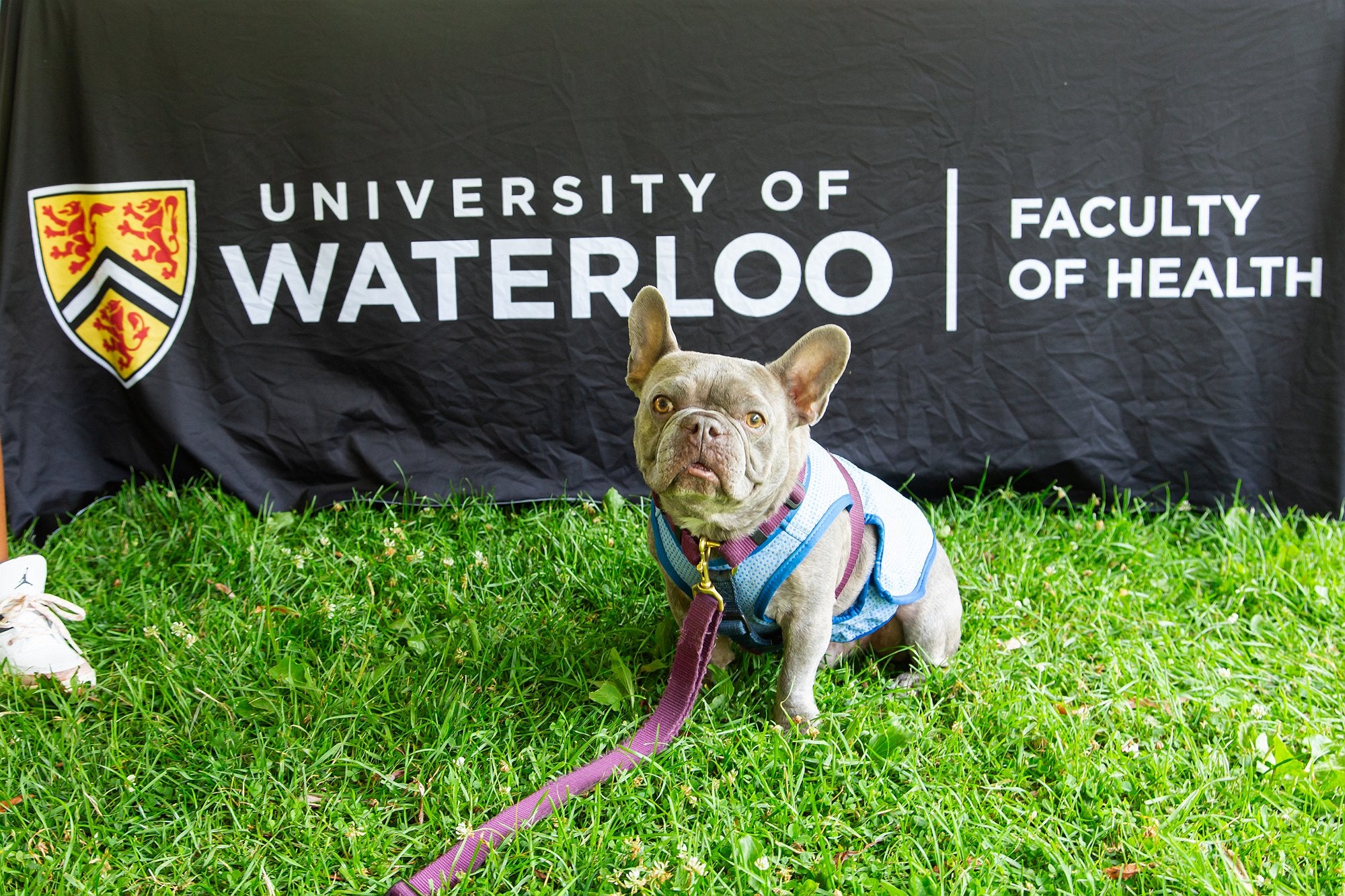 A french bull dog posing in front of the Faculty of Health tablecloth