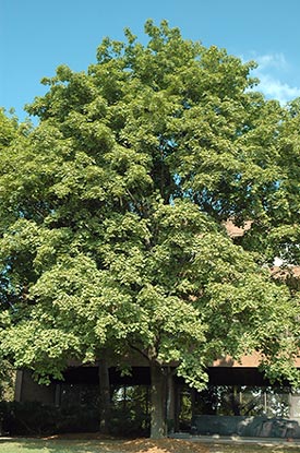 Large Norway Maple tree
