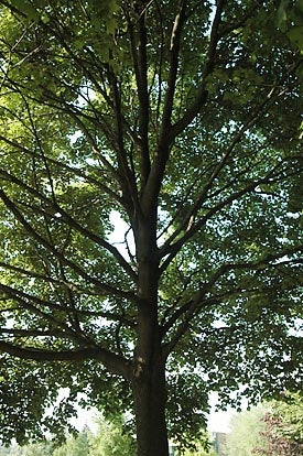 Large Norway Maple tree
