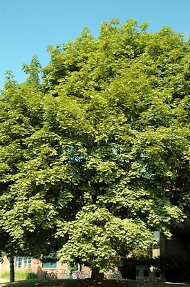 Large Norway Maple tree
