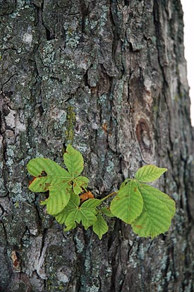 Close up Horse Chestnut tree