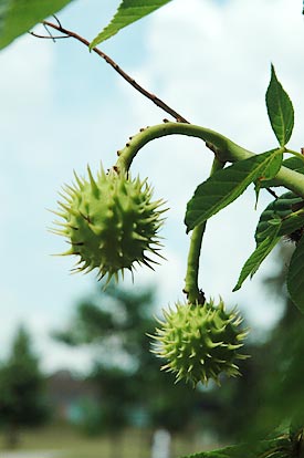 Close up Horse Chestnuts
