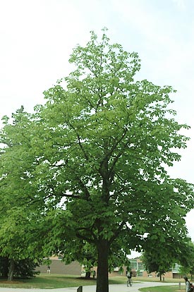 Horse Chestnut tree
