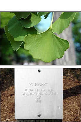 Close up of leaves and Class of 1991 plaque