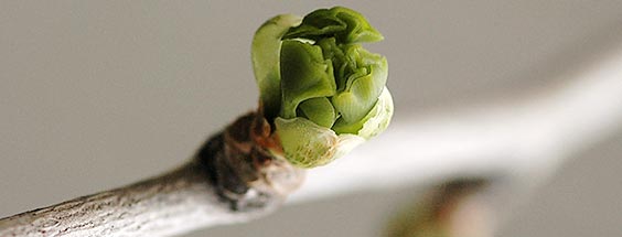 Close up Gingko tree branch