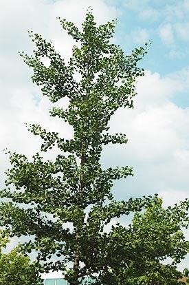 Gingko (Maidenhair Tree)