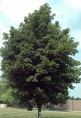 Deborah Maple tree