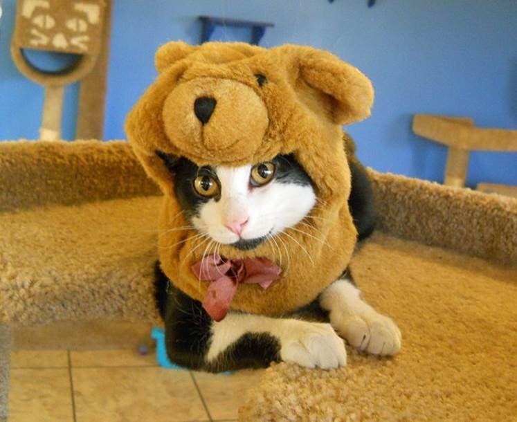 Cat in a bear hat
