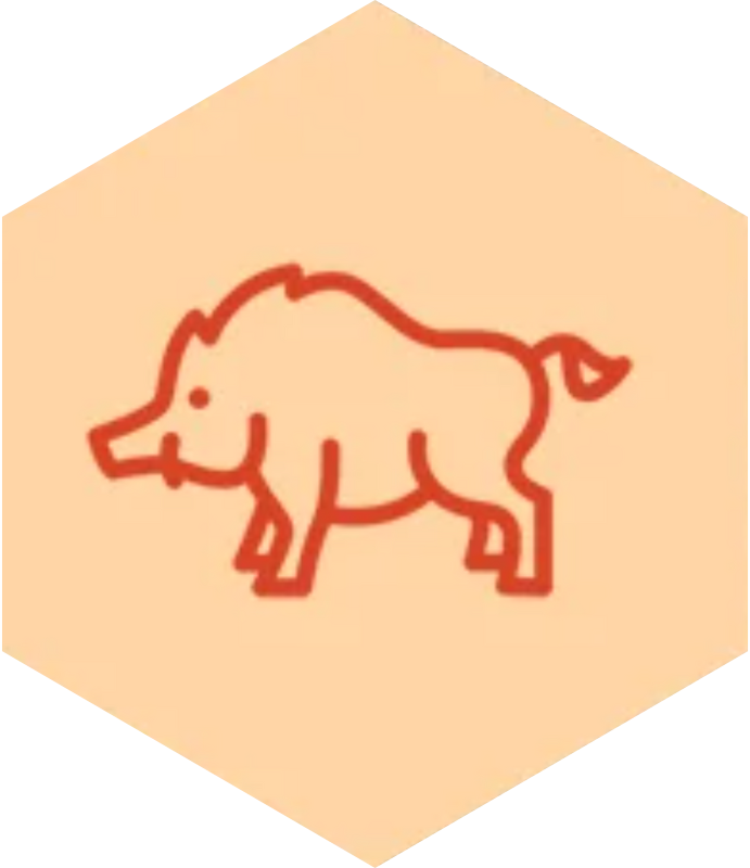 Orange icon of a boar